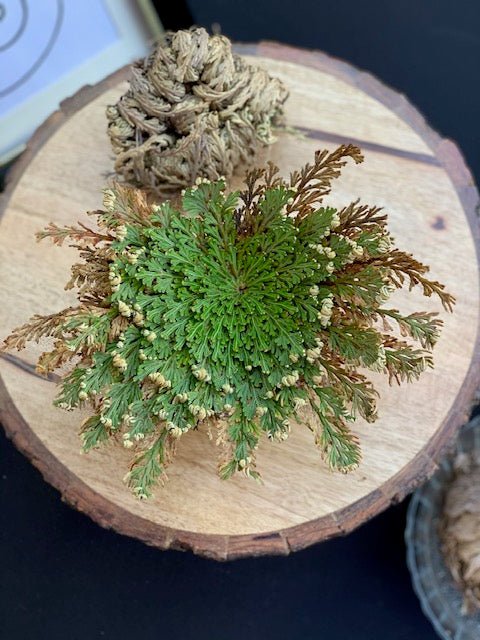 Rose of Jericho - Ressurection Plant